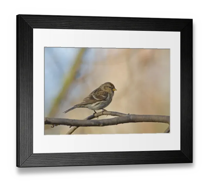Framed Print : Common Redpoll (Carduelis flammea) adult female / first winter plumage, perched on hazel twig, Norfolk, England, january Framed Print : Common Redpoll (Carduelis flammea) adult female / first winter plumage, perched on hazel twig, Norfolk, England, january
