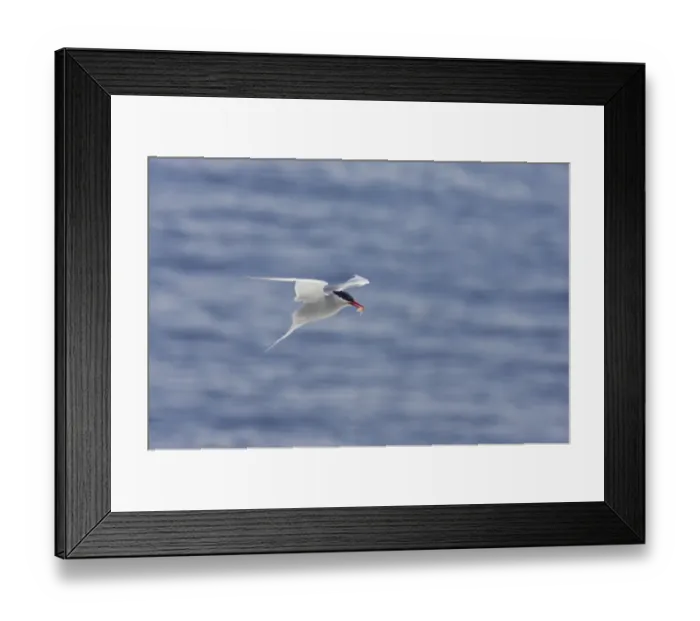 Framed Print : Antarctic Tern (Sterna vittata) adult, in flight, with shrimp in beak, Half Moon Island, South Shetland Islands, Antarctica Framed Print : Antarctic Tern (Sterna vittata) adult, in flight, with shrimp in beak, Half Moon Island, South Shetland Islands, Antarctica