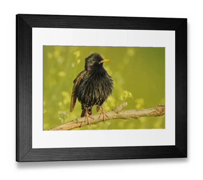 Framed Print : Common Starling (Sturnus vulgaris) adult, summer plumage, perched on twig, Bulgaria, may Framed Print : Common Starling (Sturnus vulgaris) adult, summer plumage, perched on twig, Bulgaria, may