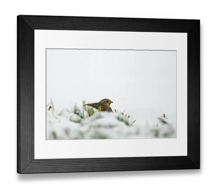 Framed Print : Grey Partridge (Perdix perdix) adult female, crouching in snow, Norfolk, England, february Framed Print : Grey Partridge (Perdix perdix) adult female, crouching in snow, Norfolk, England, february