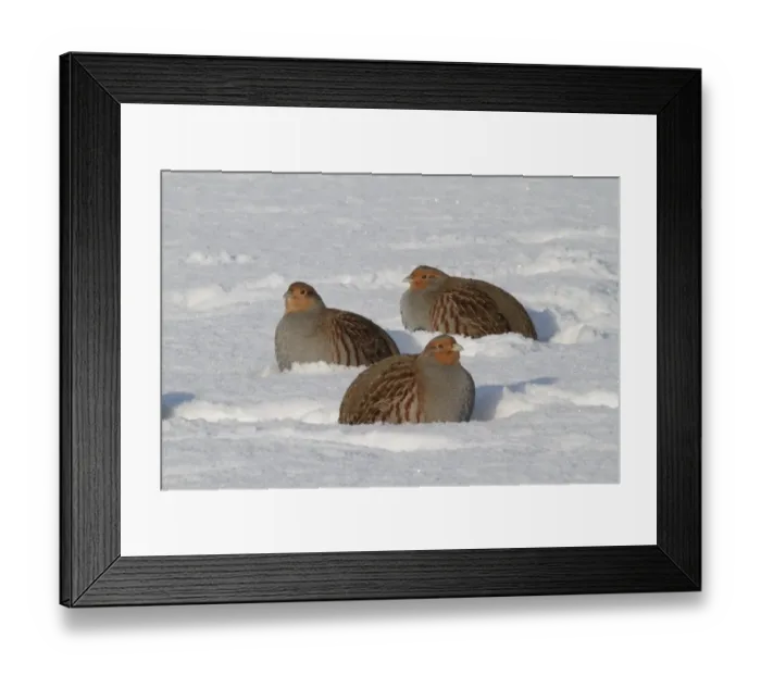 Framed Print : Grey Partridge (Perdix perdix) three adults, foraging in snow, Leicestershire, England, january Framed Print : Grey Partridge (Perdix perdix) three adults, foraging in snow, Leicestershire, England, january