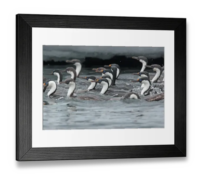 Framed Print : Antarctic Shag (Phalacrocorax bransfieldensis) flock, feeding at sea, Antarctic Peninsula, Antarctica, december Framed Print : Antarctic Shag (Phalacrocorax bransfieldensis) flock, feeding at sea, Antarctic Peninsula, Antarctica, december
