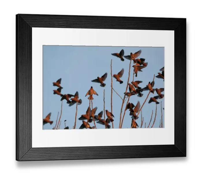 Framed Print : Bohemian Waxwing (Bombycilla garrulus) flock, in flight, landing in tree, in late evening sunlight, Kent, England, december Framed Print : Bohemian Waxwing (Bombycilla garrulus) flock, in flight, landing in tree, in late evening sunlight, Kent, England, december