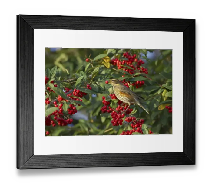 Framed Print : Redwing (Turdus iliacus) adult, feeding on berries in garden, Essex, England, autumn Framed Print : Redwing (Turdus iliacus) adult, feeding on berries in garden, Essex, England, autumn