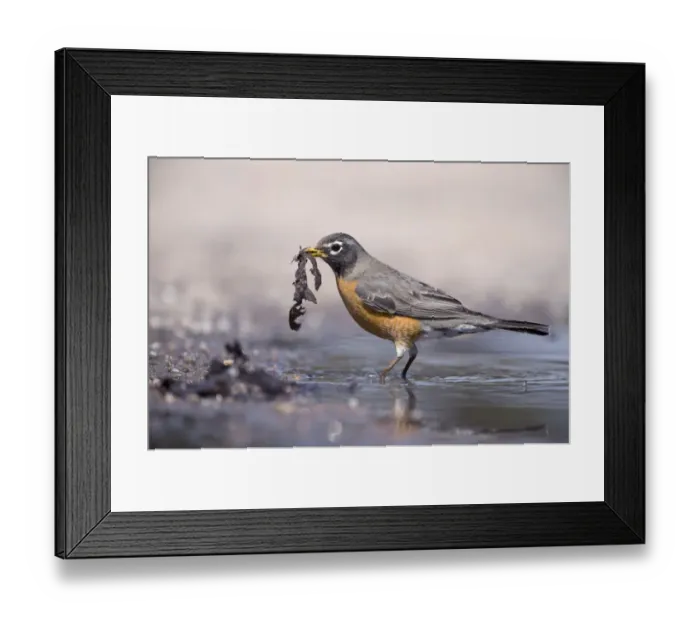 Framed Print : American Robin (Turdus migratorius) adult female, collecting nesting material, standing in shallow water, Nebraska, U. S. A. april