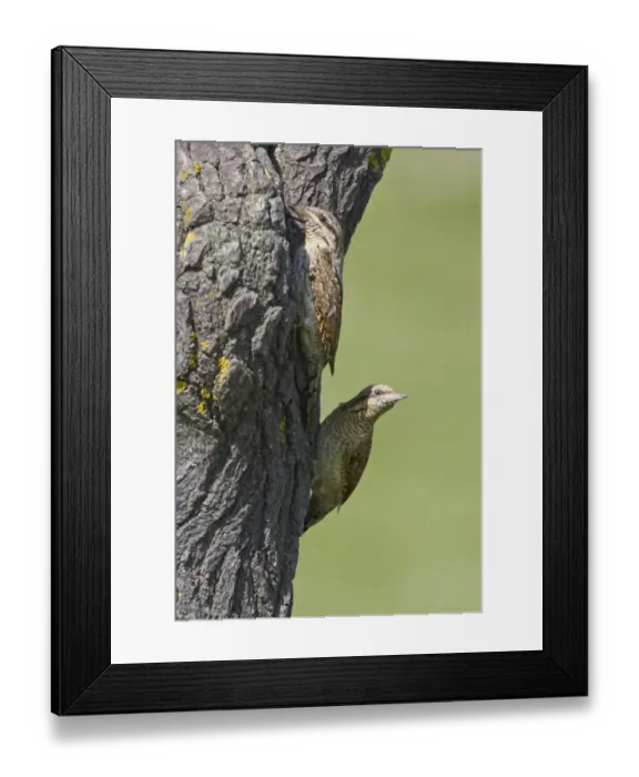 Framed Print : Eurasian Wryneck (Jynx torquilla) adult pair, at nesthole entrance in tree trunk, Bulgaria, may Framed Print : Eurasian Wryneck (Jynx torquilla) adult pair, at nesthole entrance in tree trunk, Bulgaria, may