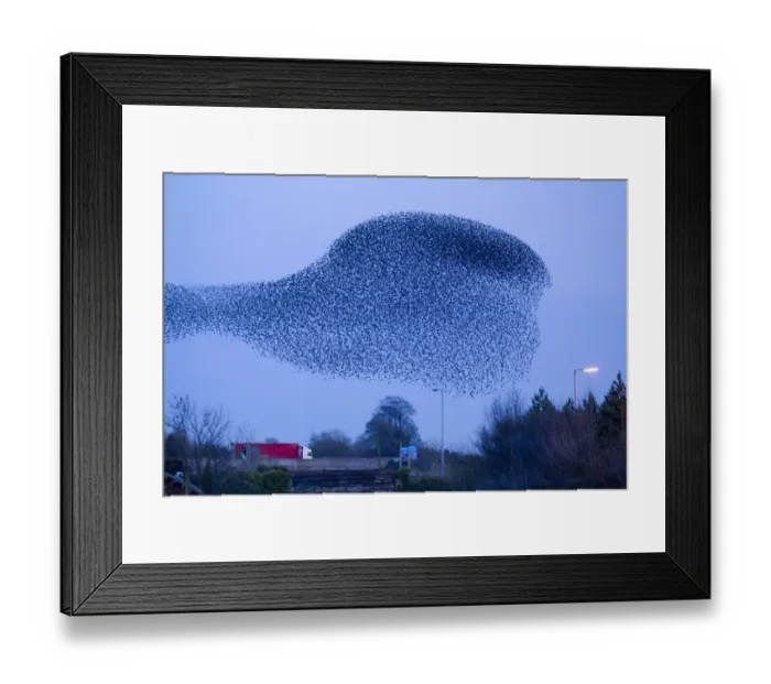 Framed Print : Common Starling (Sturnus vulgaris) flock, in roosting flight at dusk, Gretna Green, Dumfries, Scotland, march