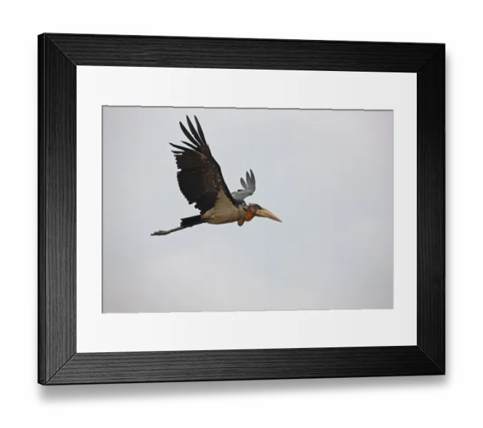 Framed Print : Greater Adjutant (Leptoptilos dubius) adult, in flight, Guwahati, Assam, India, january