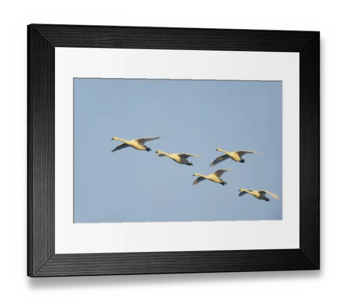 Framed Print : Bewick's Swan (Cygnus bewickii) five adults, in flight, Slimbridge W. W. T. Gloucestershire, England, winter