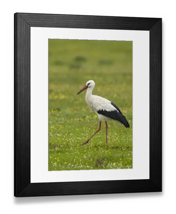 Framed Print : White Stork (Ciconia ciconia) adult, walking amongst wildflowers, Extremadura, Spain, april