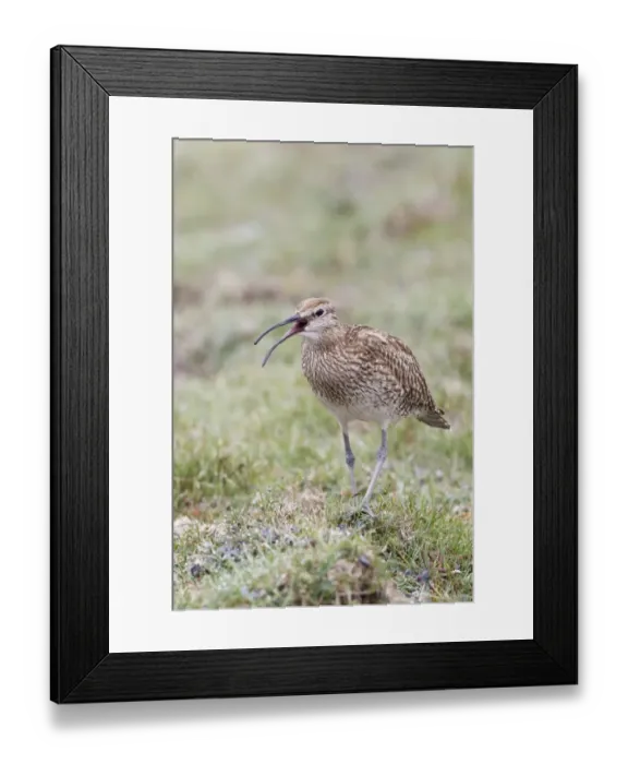 Framed Print : Whimbrel (Numenius phaeopus) adult, calling, walking on dewy grass, Shetland Islands, Scotland, june