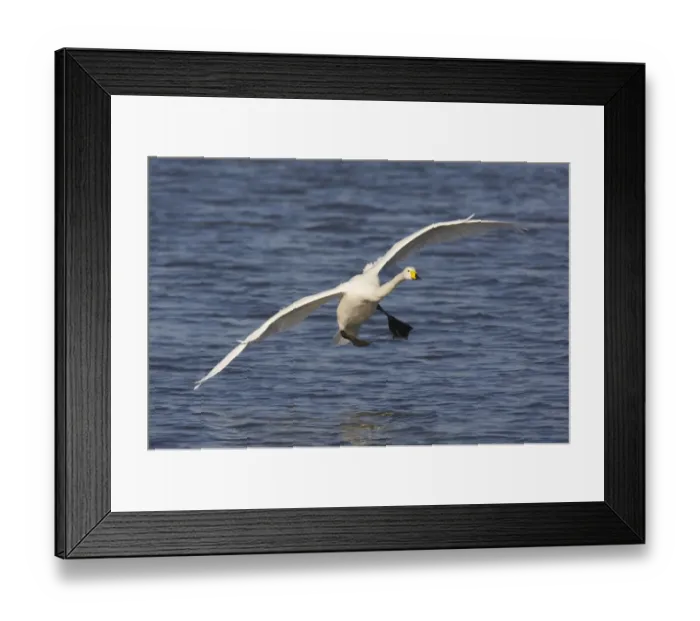 Framed Print : Whooper Swan (Cygnus cygnus) adult, in flight, landing on flooded washes, Welney W. W. T. Reserve, Ouse Washes, Norfolk, England, winter Framed Print : Whooper Swan (Cygnus cygnus) adult, in flight, landing on flooded washes, Welney W. W. T. Reserve, Ouse Washes, Norfolk, England, winter