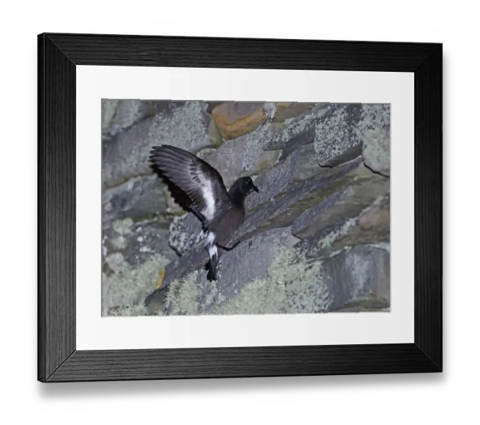 Framed Print : European Storm-petrel (Hydrobates pelagicus) adult, on wall of Iron Iron Age Broch nestsite at night, Mousa RSPB Reserve, Mousa, Shetland Islands, Scotland, june Framed Print : European Storm-petrel (Hydrobates pelagicus) adult, on wall of Iron Iron Age Broch nestsite at night, Mousa RSPB Reserve, Mousa, Shetland Islands, Scotland, june