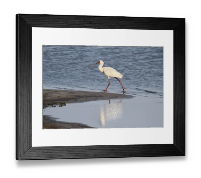 Framed Print : African Spoonbill (Platalea alba) adult, walking on riverbank, Okavango Delta, Botswana Framed Print : African Spoonbill (Platalea alba) adult, walking on riverbank, Okavango Delta, Botswana