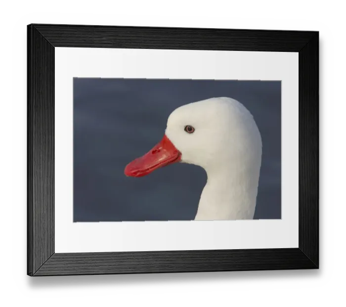 Framed Print : Coscoroba Swan (Coscoroba coscoroba) adult, close-up of head, Slimbridge W. W. T. (captive) Framed Print : Coscoroba Swan (Coscoroba coscoroba) adult, close-up of head, Slimbridge W. W. T. (captive)