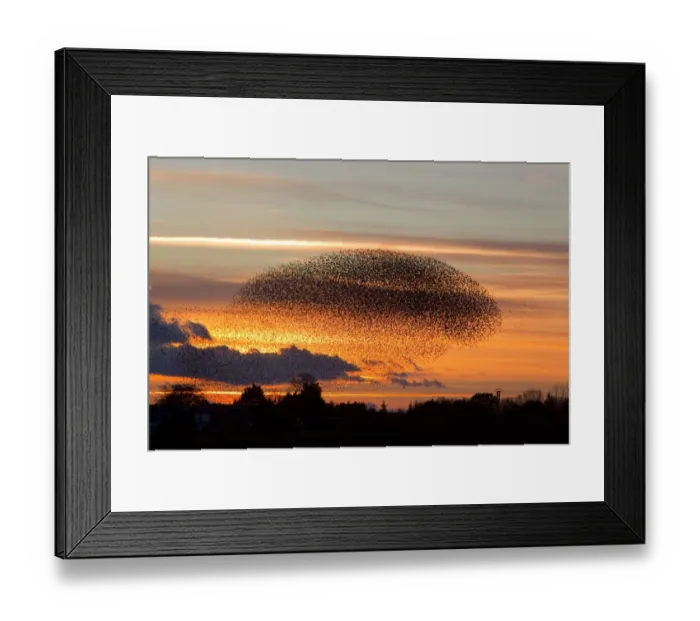 Framed Print : Common Starling (Sturnus vulgaris) flock, in roosting flight at sunset, Gretna Green, Dumfries, Scotland, november