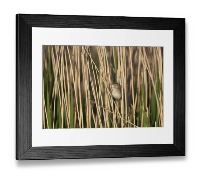 Framed Print : Eurasian Reed-warbler (Acrocephalus scirpaceus) adult, singing, perched on reed stem in reedbed, Cley, Norfolk, England, may Framed Print : Eurasian Reed-warbler (Acrocephalus scirpaceus) adult, singing, perched on reed stem in reedbed, Cley, Norfolk, England, may