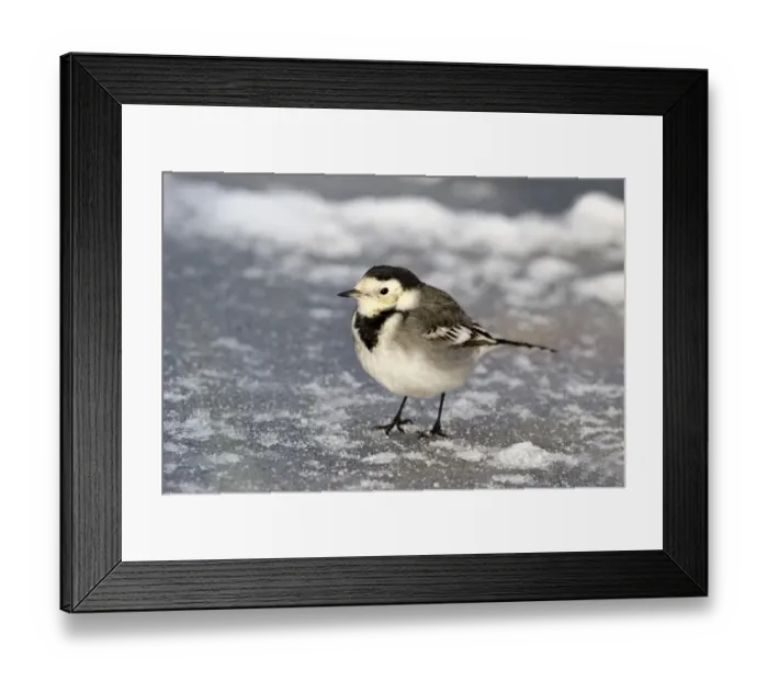 Framed Print : Pied Wagtail (Motacilla alba yarrellii) adult female, standing on ice, Midlands, England, december Framed Print : Pied Wagtail (Motacilla alba yarrellii) adult female, standing on ice, Midlands, England, december