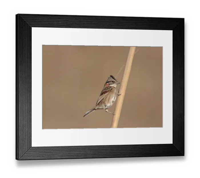 Framed Print : Rufous-collared Sparrow (Zonotrichia capensis) adult, perched on stem, Mar de Ajo, Buenos Aires Province, Argentina, may Framed Print : Rufous-collared Sparrow (Zonotrichia capensis) adult, perched on stem, Mar de Ajo, Buenos Aires Province, Argentina, may