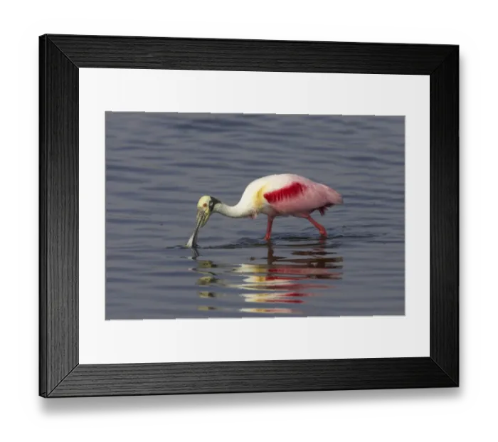Framed Print : Roseate Spoonbill (Ajaia ajaja) adult, feeding in shallow water, Merrit Island N. W. R. Florida, U. S. A Framed Print : Roseate Spoonbill (Ajaia ajaja) adult, feeding in shallow water, Merrit Island N. W. R. Florida, U. S. A