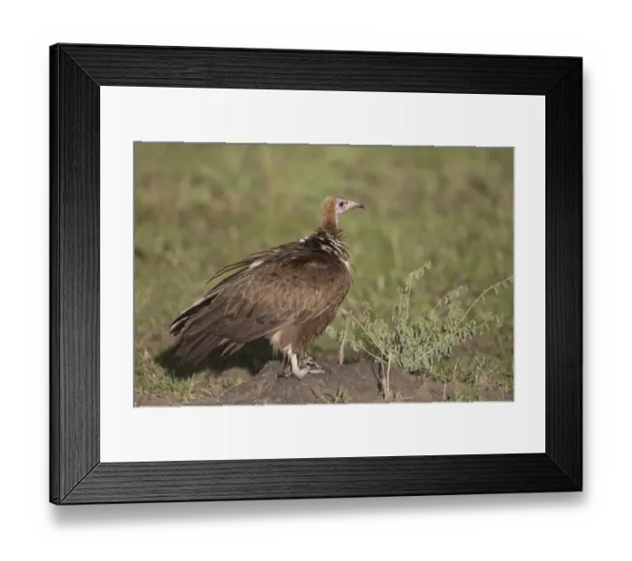 Framed Print : Hooded Vulture (Necrosyrtes monachus) adult, standing on ground, Serengeti N. P. Tanzania, november Framed Print : Hooded Vulture (Necrosyrtes monachus) adult, standing on ground, Serengeti N. P. Tanzania, november
