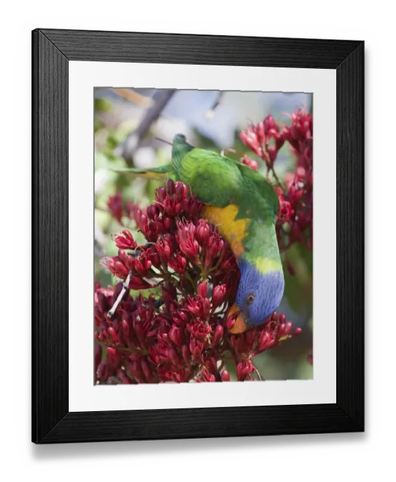 Framed Print : Rainbow Lorikeet (Trichoglossus haematodus) adult, feeding on flowers, Queensland, Australia Framed Print : Rainbow Lorikeet (Trichoglossus haematodus) adult, feeding on flowers, Queensland, Australia