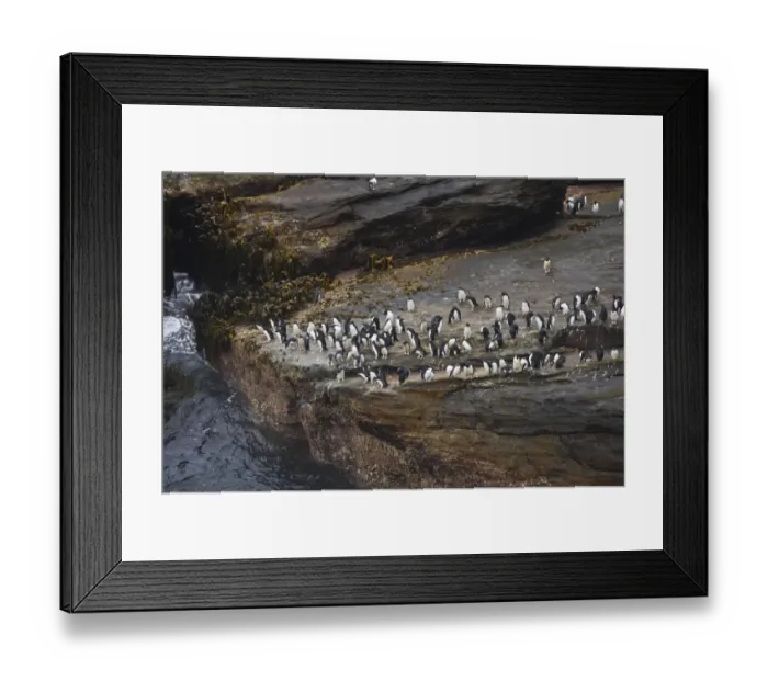 Framed Print : Southern Rockhopper Penguin (Eudyptes chrysocome chrysocome) adults and chicks, group waiting to enter sea, in rocky coastal habitat, New Island, Falkland Islands