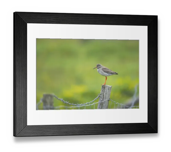 Framed Print : Common Redshank (Tringa totanus) adult, standing on fencepost, Mainland, Shetland Islands, Scotland Framed Print : Common Redshank (Tringa totanus) adult, standing on fencepost, Mainland, Shetland Islands, Scotland