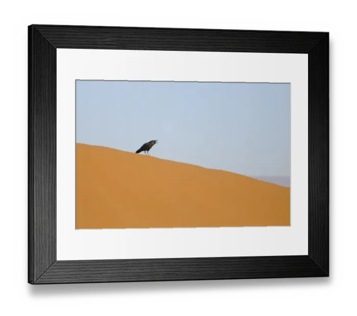 Framed Print : Brown-necked Raven (Corvus ruficollis) adult, calling, standing on desert sand dune, Sahara, Morocco, january Framed Print : Brown-necked Raven (Corvus ruficollis) adult, calling, standing on desert sand dune, Sahara, Morocco, january