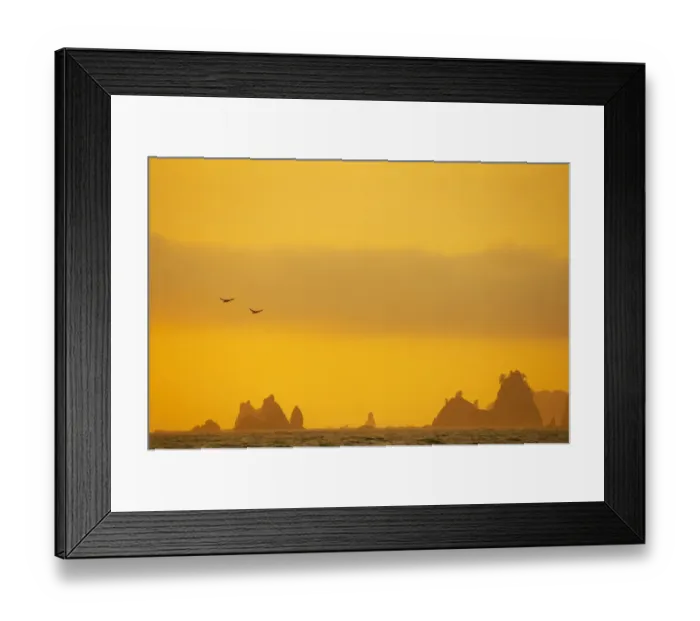 Framed Print : Brown Pelican (Pelecanus occidentalis) two, in flight over sea, with distant sea stacks silhouetted at sunset, Rialto Beach, Olympic N. P. Washington State, U. S. A Framed Print : Brown Pelican (Pelecanus occidentalis) two, in flight over sea, with distant sea stacks silhouetted at sunset, Rialto Beach, Olympic N. P. Washington State, U. S. A