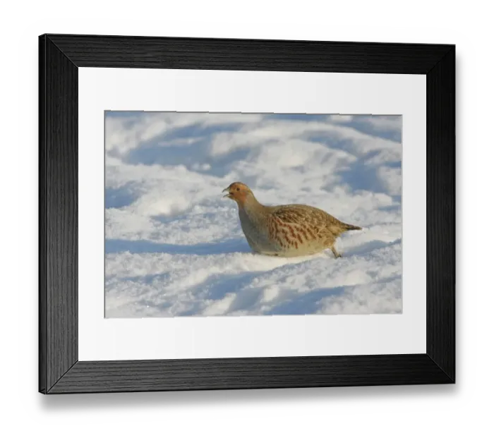 Framed Print : Grey Partridge (Perdix perdix) adult, calling, walking in snow, Leicestershire, England, december Framed Print : Grey Partridge (Perdix perdix) adult, calling, walking in snow, Leicestershire, England, december