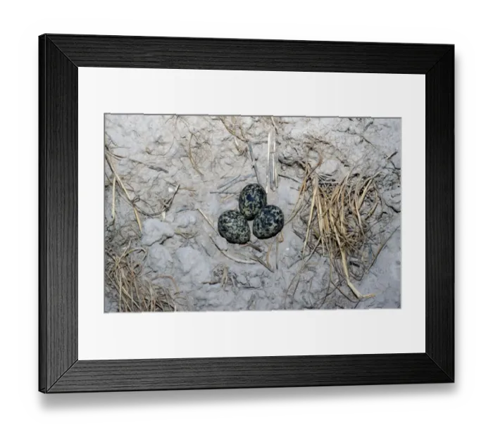 Framed Print : Collared Pratincole (Glareola pratincola) Eggs on ground