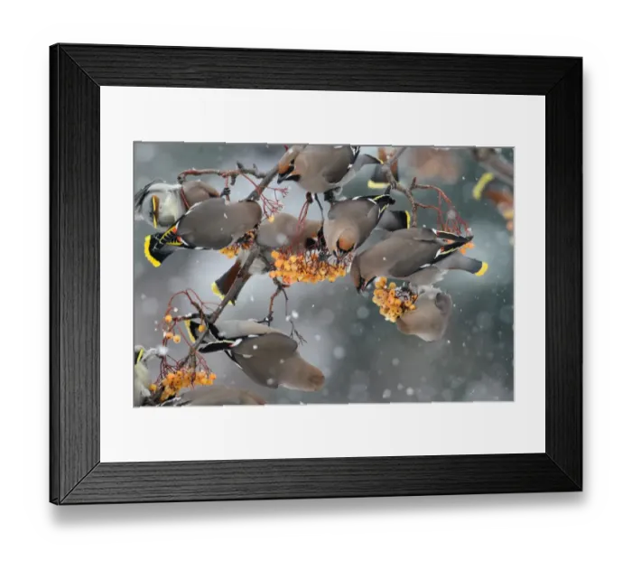 Framed Print : Bohemian Waxwing (Bombycilla garrulus) flock, feeding on rowan berries in snowfall, Leicestershire, England, december Framed Print : Bohemian Waxwing (Bombycilla garrulus) flock, feeding on rowan berries in snowfall, Leicestershire, England, december