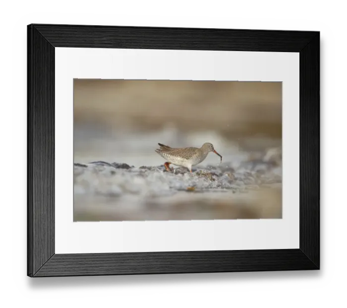 Framed Print : Common Redshank (Tringa totanus) adult, feeding amongst breaking waves in shallow water on beach, Shetland Islands, Scotland, september Framed Print : Common Redshank (Tringa totanus) adult, feeding amongst breaking waves in shallow water on beach, Shetland Islands, Scotland, september