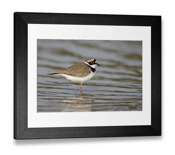Framed Print : Little Ringed Plover (Charadrius dubius) adult male, summer plumage, standing in shallow water, Midlands, England, april Framed Print : Little Ringed Plover (Charadrius dubius) adult male, summer plumage, standing in shallow water, Midlands, England, april