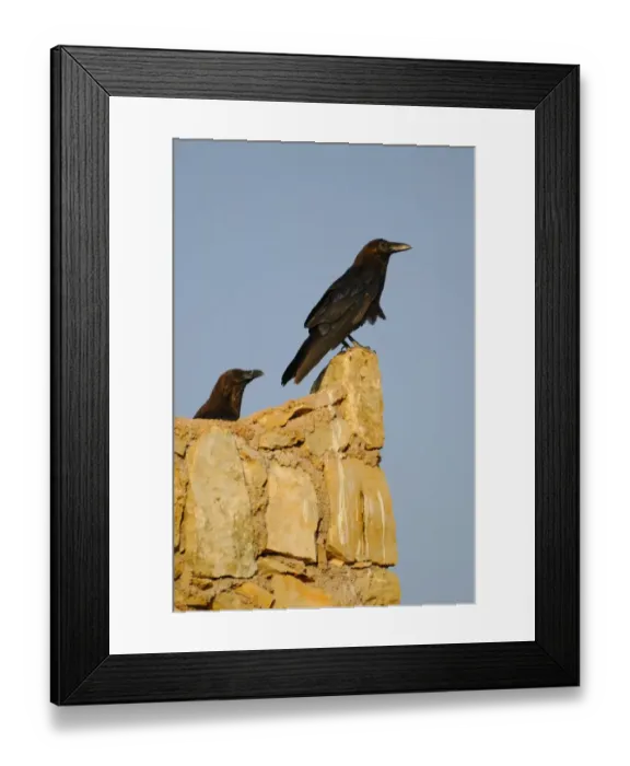 Framed Print : Brown-necked Raven (Corvus ruficollis) two adults, perched on wall in desert, Socotra, Yemen, march Framed Print : Brown-necked Raven (Corvus ruficollis) two adults, perched on wall in desert, Socotra, Yemen, march