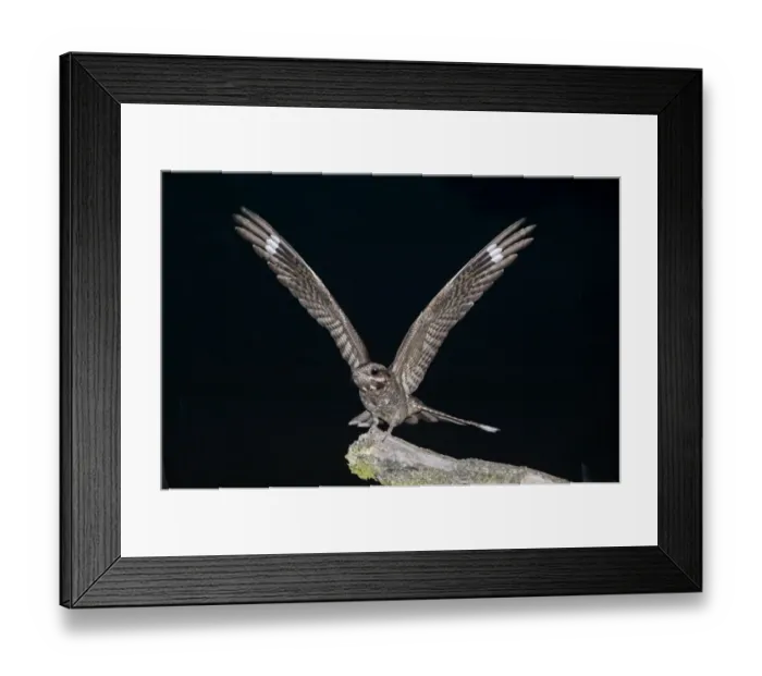 Framed Print : Eurasian Nightjar (Caprimulgus europaeus) adult male, with wings spread, standing on branch in heathland at night, North Norfolk, England, july Framed Print : Eurasian Nightjar (Caprimulgus europaeus) adult male, with wings spread, standing on branch in heathland at night, North Norfolk, England, july