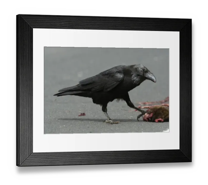 Framed Print : Canary Islands Raven (Corvus corax tingitanus) adult, feeding on roadkill, Fuerteventura, Canary Islands, march Framed Print : Canary Islands Raven (Corvus corax tingitanus) adult, feeding on roadkill, Fuerteventura, Canary Islands, march