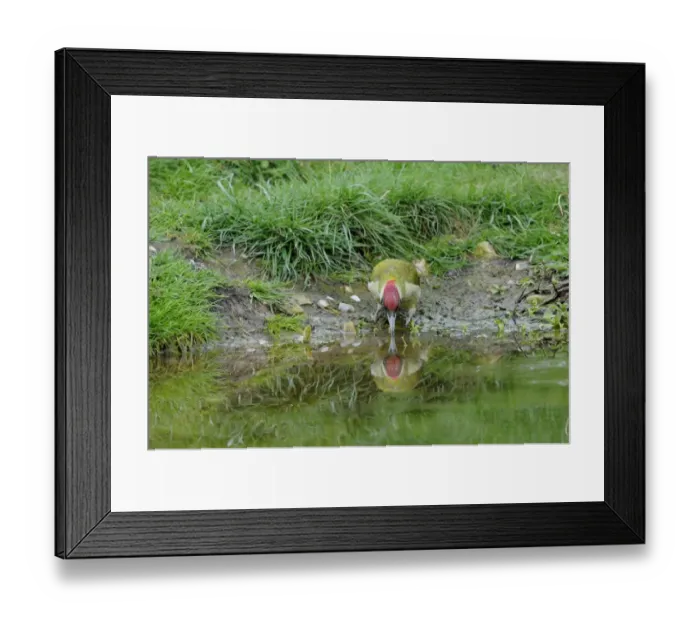 Framed Print : Green Woodpecker (Picus viridis) adult male, drinking from pond, Oxfordshire, England, april Framed Print : Green Woodpecker (Picus viridis) adult male, drinking from pond, Oxfordshire, England, april