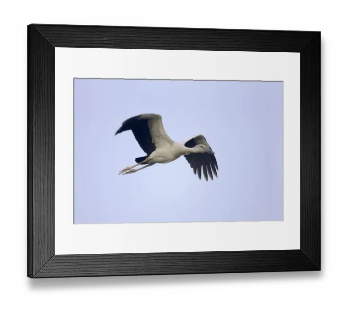 Framed Print : Asian Open-billed Stork (Anastomus oscitans) juvenile, in flight, Keoladeo Ghana N. P. (Bharatpur), Rajasthan, India Framed Print : Asian Open-billed Stork (Anastomus oscitans) juvenile, in flight, Keoladeo Ghana N. P. (Bharatpur), Rajasthan, India