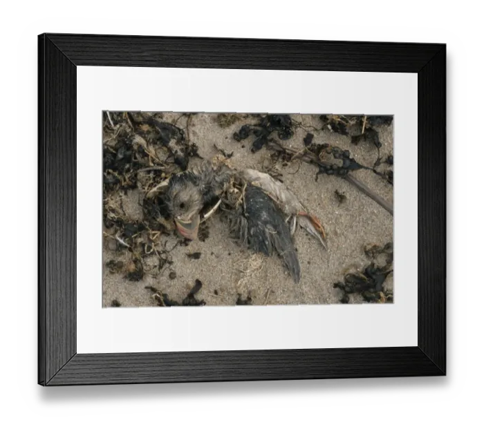 Framed Print : Atlantic Puffin (Fratercula arctica) dead adult, washed up on beach, Cheswick, Northumberland, England Framed Print : Atlantic Puffin (Fratercula arctica) dead adult, washed up on beach, Cheswick, Northumberland, England