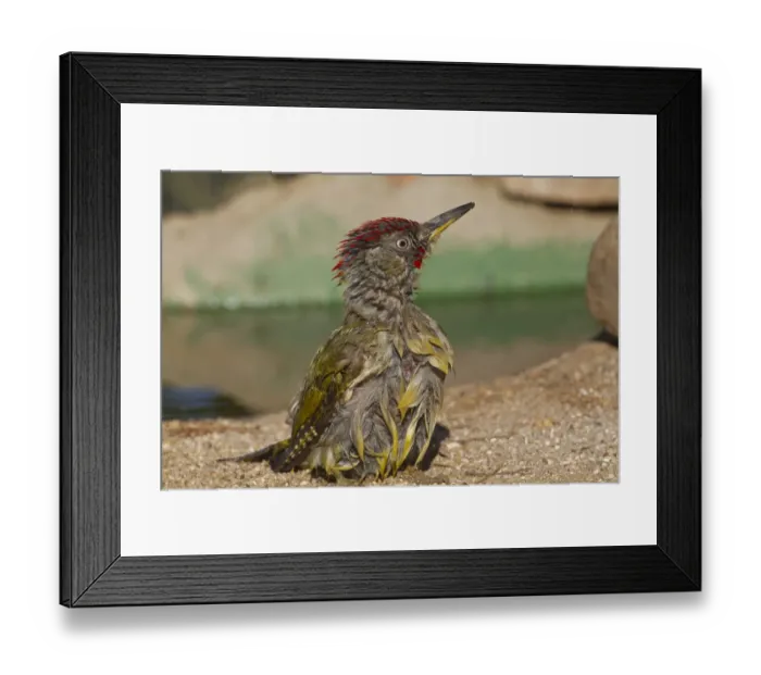 Framed Print : Green Woodpecker (Picus viridis sharpei) adult male, with wet plumage after bathing, Northern Spain, july