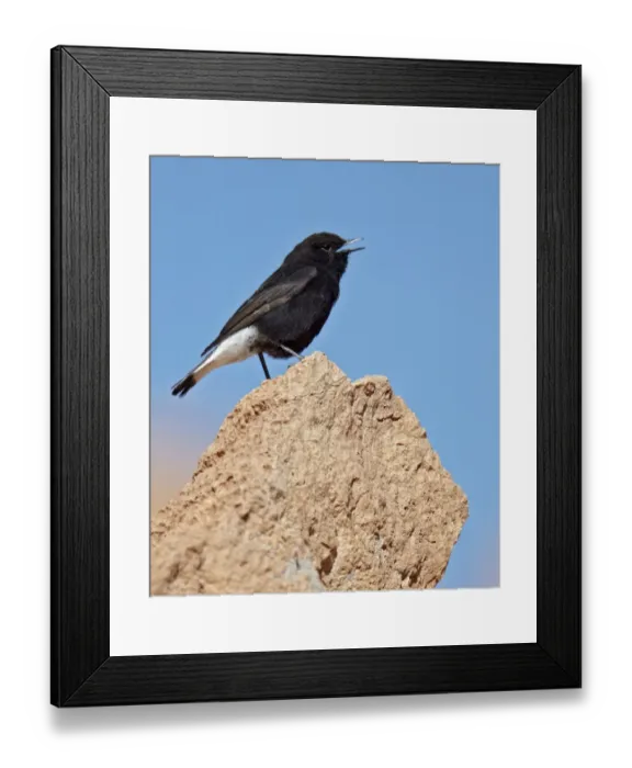 Framed Print : Black Wheatear (Oenanthe leucura) adult male, calling, standing on rock, near Ouarzazate, Morocco, february Framed Print : Black Wheatear (Oenanthe leucura) adult male, calling, standing on rock, near Ouarzazate, Morocco, february