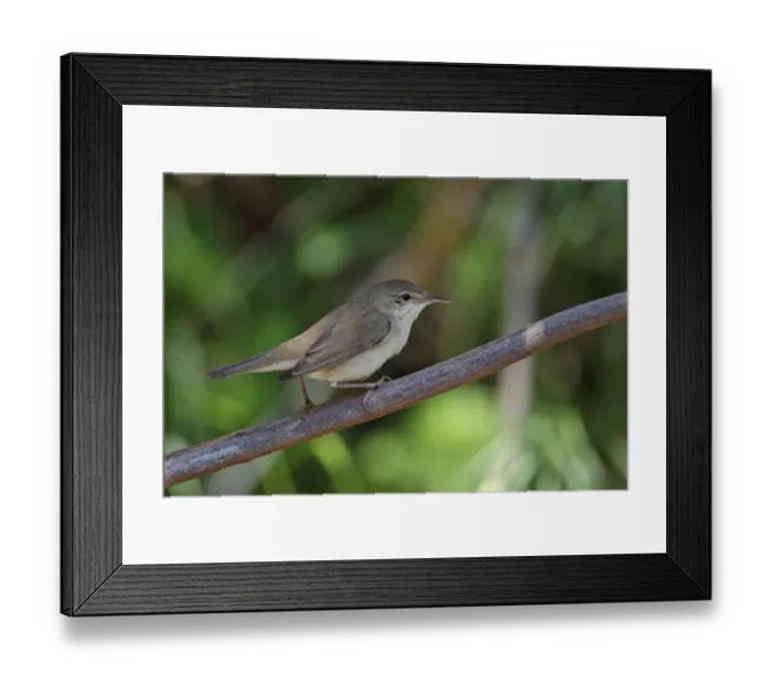 Framed Print : Eurasian Reed-warbler (Acrocephalus scirpaceus) adult, perched on twig, Lesvos, Greece, april Framed Print : Eurasian Reed-warbler (Acrocephalus scirpaceus) adult, perched on twig, Lesvos, Greece, april