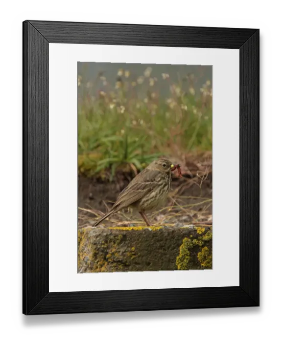 Framed Print : Rock Pipit (Anthus petrosus littoralis) adult, with food in beak, standing on rock, Bergen, Hordaland, Norway, june