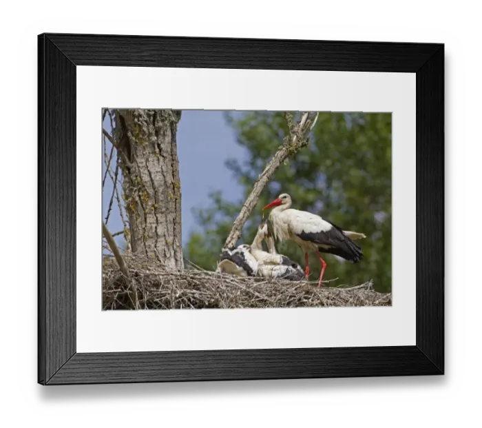 Framed Print : White Stork (Ciconia ciconia) adult with chicks, begging for food at nest, Spain, may Framed Print : White Stork (Ciconia ciconia) adult with chicks, begging for food at nest, Spain, may