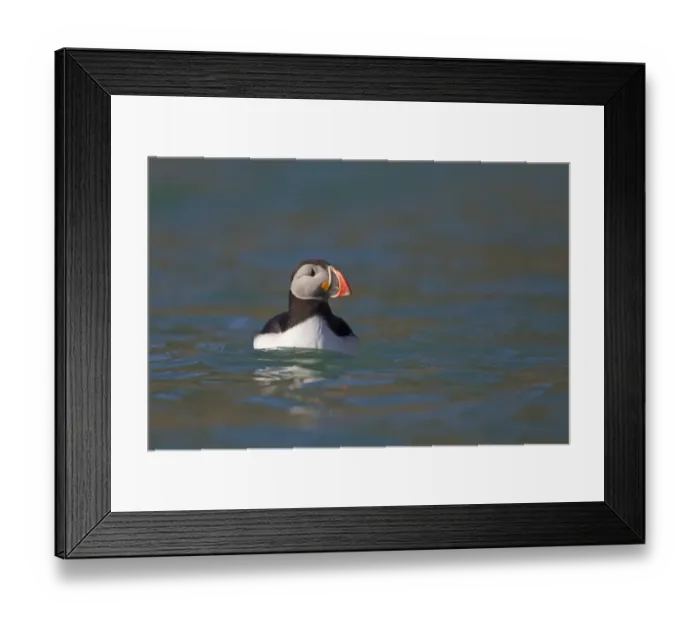 Framed Print : Atlantic Puffin (Fratercula arctica) adult, summer plumage, swimming at sea, Spitzbergen, Svalbard, july Framed Print : Atlantic Puffin (Fratercula arctica) adult, summer plumage, swimming at sea, Spitzbergen, Svalbard, july
