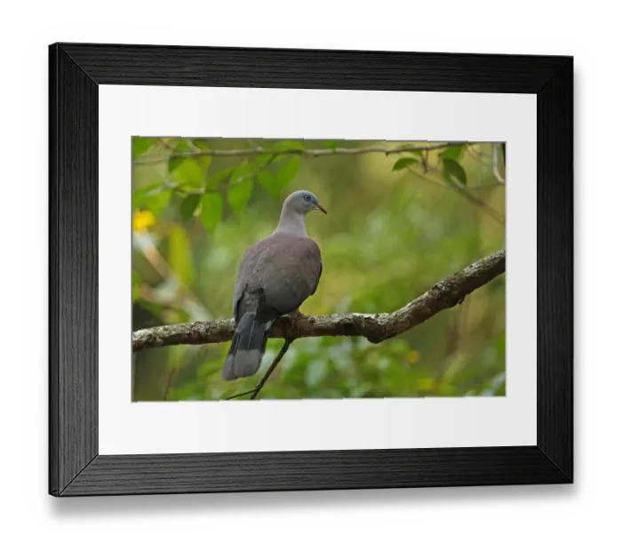 Framed Print : Mountain Imperial-pigeon (Ducula badia griseicapilla) adult, perched on branch, Kaeng Krachan N. P. Thailand, february Framed Print : Mountain Imperial-pigeon (Ducula badia griseicapilla) adult, perched on branch, Kaeng Krachan N. P. Thailand, february