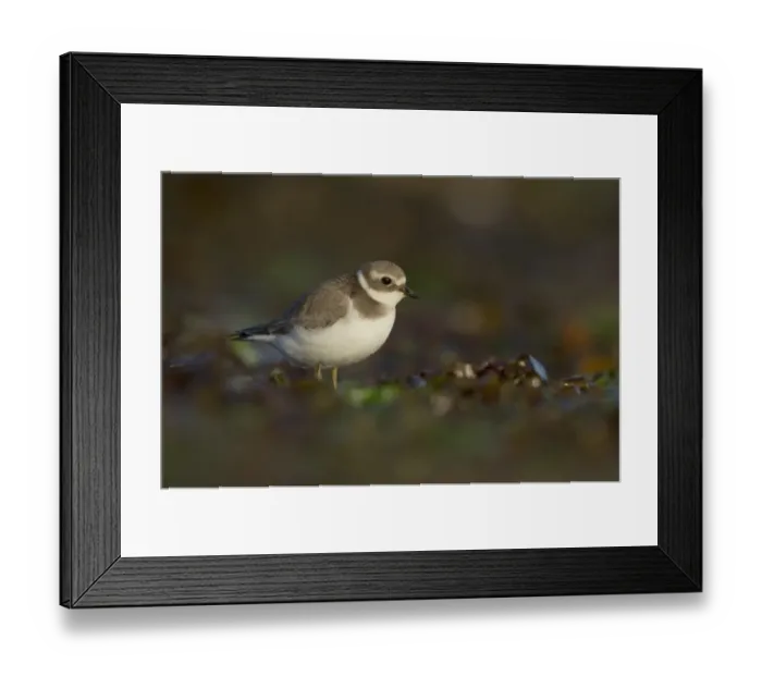 Framed Print : Ringed Plover (Charadrius hiaticula) adult, winter plumage, standing amongst seaweed on beach in evening, Shetland Islands, Scotland, september