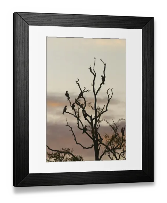 Framed Print : Galah (Eolophus roseicapillus) flock, perched in tree at roost, silhouetted at dusk, Queensland, Australia